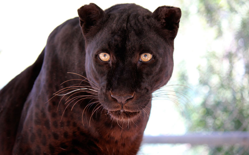 Hollywood Animals Trained Panthers for Film, TV & Events