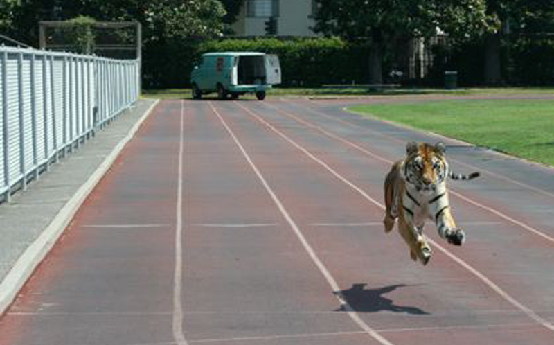 Trained Bengal Tiger Actors for Film & TV from Hollywood Animals Trained Bengal Tiger Actors for Film & TV from Hollywood Animals