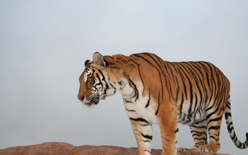 Trained Bengal Tiger Actors for Film & TV from Hollywood Animals