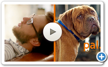 Signs Your Pet Is Your Therapist // Presented By BuzzFeed & Pets Add Life