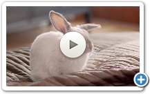 Norton / Rabbit / Internet Security